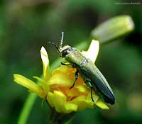 Anthaxia hungarica - male