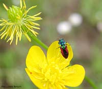 Anthaxia scutellaris