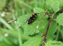 Ptosima undecimmaculata