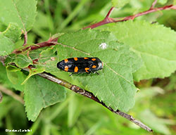 Ptosima undecimmaculata