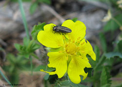 buprestidae sp.