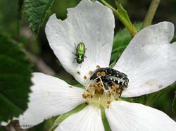 buprestidae sp.
