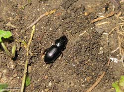 Carabidae Acinopus picipes