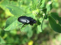 Carabidae Amara sp.