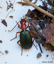 Brachinus crepitans