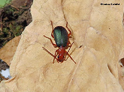 Brachinus crepitans