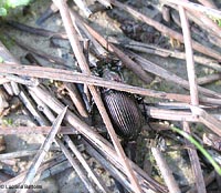 Carabidae