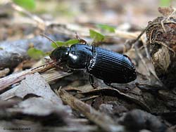 Carabidae nero