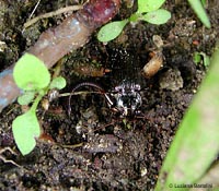 Carabidae