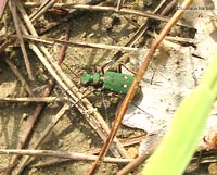 Cicindela campestris