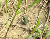 Cicindela campestris