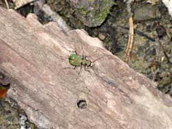 Cicindela campestris