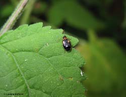 Lebia scapularis