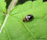 Lebia scapularis