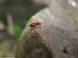 Leistus terminatus