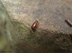 Leistus terminatus