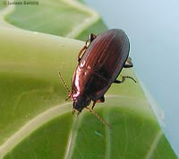 Carabidae Amara aenea