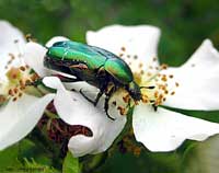 Cetonia Aurata sul fiore di rosa canina