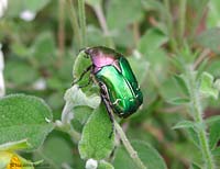 cetonia varietÃƒÂ  bicolore