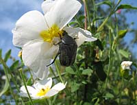 Cetonia Netocia sp.