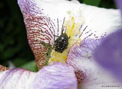 Oxythyrea funesta sul fiore di iris