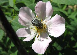 Oxythyrea funesta sul fiore di cisto dal fiore bianco