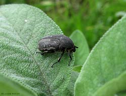 Protaetia (Netocia) morio