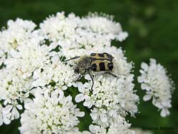 Trichius rosaceus