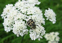 Trichius rosaceus