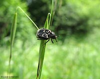 Valgus hemipterus