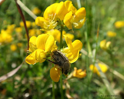 tropinota sp.