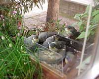 Cinciarella circondata dai piccoli