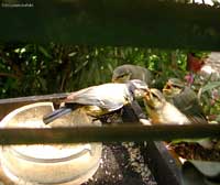 Cinciarella con i piccoli