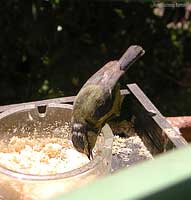 Cinciarella che mangia alla mangiatoia
