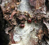 coccinellide