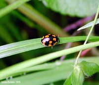 coccinella nera/arancio