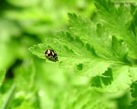 coccinella nera a pallini gialli