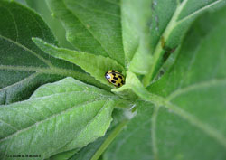 Propylea�quatordecimpunctata