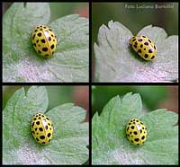 coccinella Thea 22-punctata