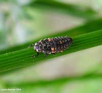 Larva di Coccinella septempunctata
