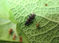 Larva di coccinella che preda un afide