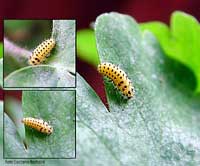 Larva di coccinella Psyllobora vigintiduopunctata