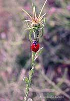 coccinella 7 punti