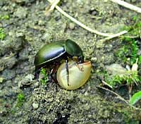 Coleottero Silphidae che mangia una lumaca