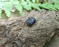 Accanthopus velikensis