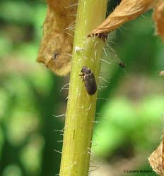 Anobium sp.