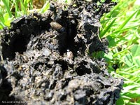 Aphodiidae sp.
