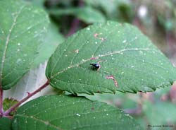 Apionidae su una foglia di rovo