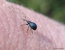 Coleottero Apionidae sp.