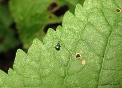 L'Apionidae è un coleottero piccolissimo